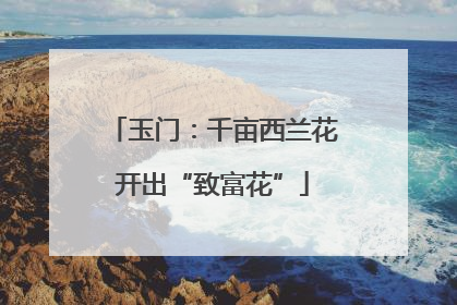 玉门：千亩西兰花开出“致富花”