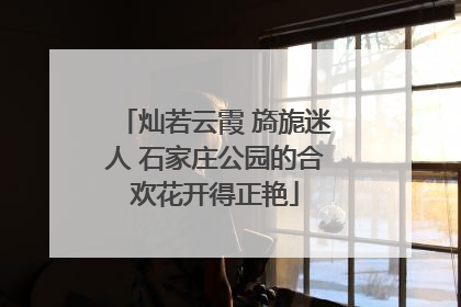 灿若云霞 旖旎迷人 石家庄公园的合欢花开得正艳