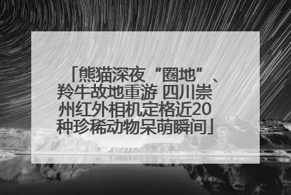 熊猫深夜“圈地”、羚牛故地重游 四川崇州红外相机定格近20种珍稀动物呆萌瞬间