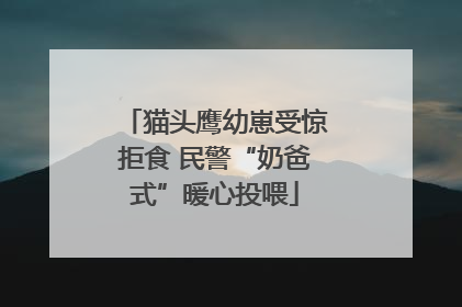 猫头鹰幼崽受惊拒食 民警“奶爸式”暖心投喂