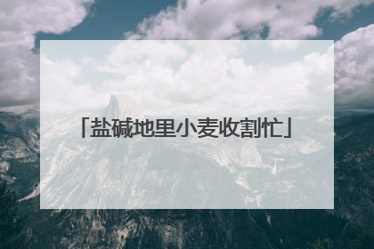 盐碱地里小麦收割忙