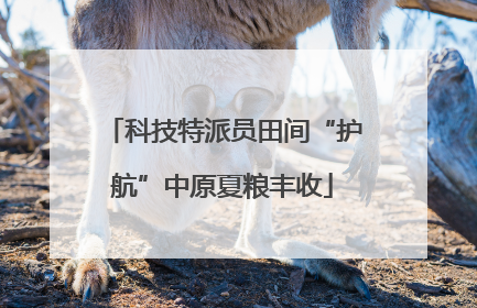 科技特派员田间“护航”中原夏粮丰收