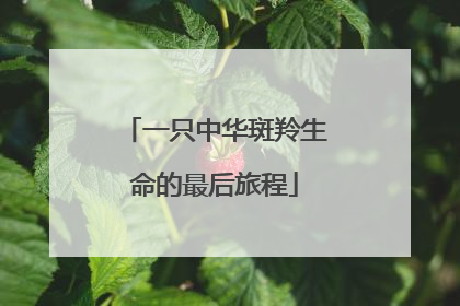一只中华斑羚生命的最后旅程