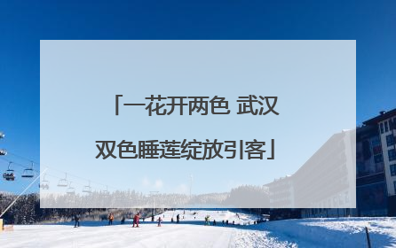 一花开两色 武汉双色睡莲绽放引客