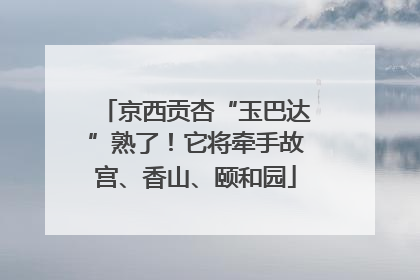 京西贡杏“玉巴达”熟了！它将牵手故宫、香山、颐和园
