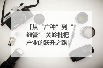 从“广种”到“细管” 关岭枇杷产业的跃升之路