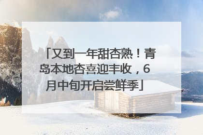 又到一年甜杏熟！青岛本地杏喜迎丰收，6月中旬开启尝鲜季