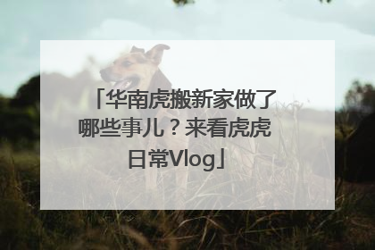 华南虎搬新家做了哪些事儿？来看虎虎日常Vlog