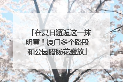 在夏日邂逅这一抹明黄！厦门多个路段和公园腊肠花盛放