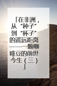 在非洲，从“种子”到“杯子”的遥远距离——一颗咖啡豆的前世今生（三）