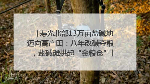 寿光北部13万亩盐碱地迈向高产田：八年改碱夺粮，盐碱滩拱起“金粮仓”