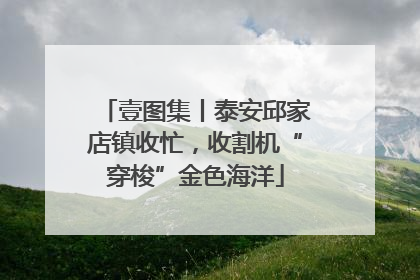 壹图集丨泰安邱家店镇收忙，收割机“穿梭”金色海洋
