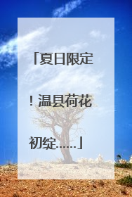 夏日限定！温县荷花初绽……