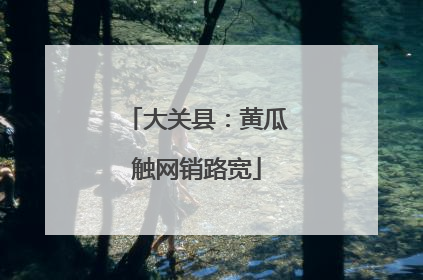 大关县：黄瓜触网销路宽