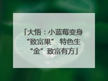 大悟：小蓝莓变身“致富果” 特色生“金”致富有方