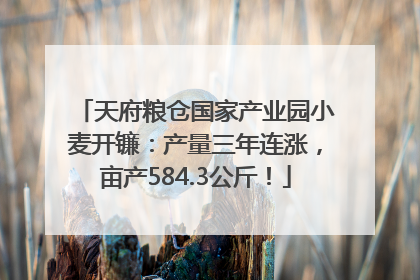 天府粮仓国家产业园小麦开镰：产量三年连涨，亩产584.3公斤！