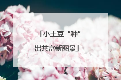 小土豆“种”出共富新图景