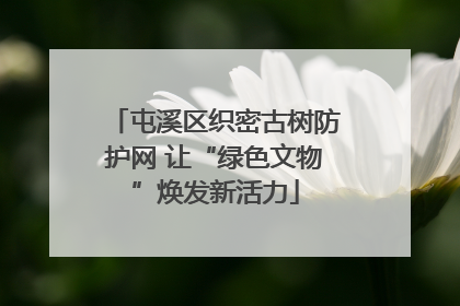 屯溪区织密古树防护网 让“绿色文物”焕发新活力