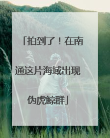 拍到了！在南通这片海域出现伪虎鲸群