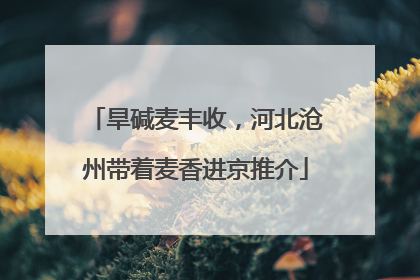 旱碱麦丰收，河北沧州带着麦香进京推介
