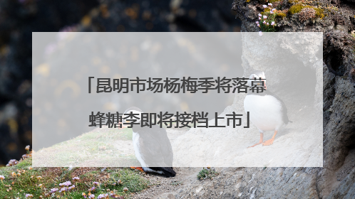 昆明市场杨梅季将落幕 蜂糖李即将接档上市