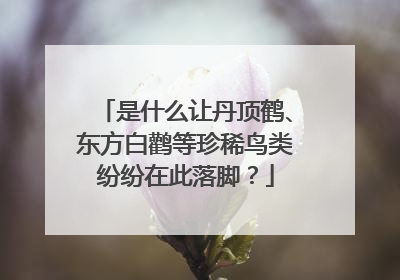 是什么让丹顶鹤、东方白鹳等珍稀鸟类纷纷在此落脚？