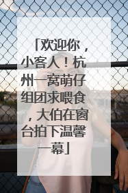欢迎你，小客人！杭州一窝萌仔组团求喂食，大伯在窗台拍下温馨一幕