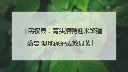 民权县：青头潜鸭迎来繁殖盛景 湿地保护成效显著