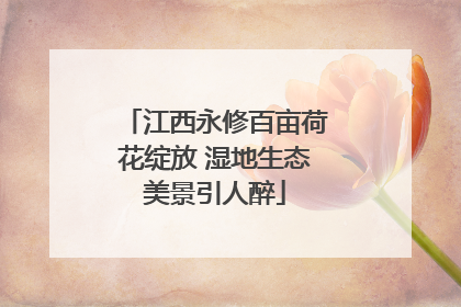 江西永修百亩荷花绽放 湿地生态美景引人醉