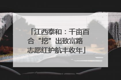 江西泰和：千亩百合“挖”出致富路 志愿红护航丰收年