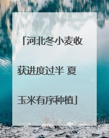 河北冬小麦收获进度过半 夏玉米有序种植