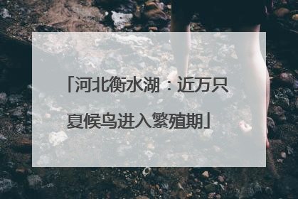 河北衡水湖：近万只夏候鸟进入繁殖期