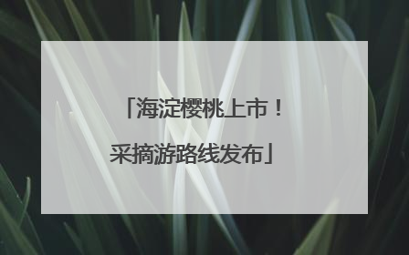 海淀樱桃上市！采摘游路线发布