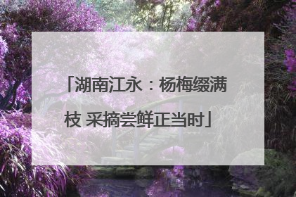 湖南江永：杨梅缀满枝 采摘尝鲜正当时