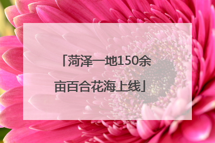菏泽一地150余亩百合花海上线