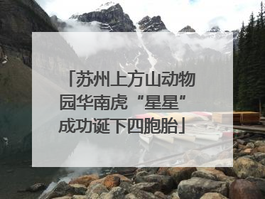 苏州上方山动物园华南虎“星星”成功诞下四胞胎