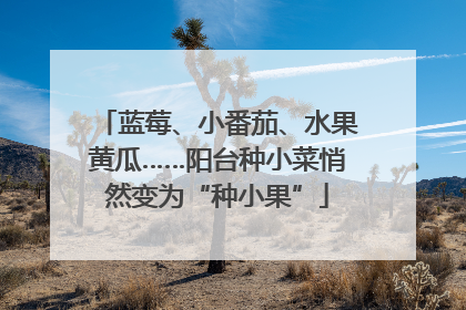 蓝莓、小番茄、水果黄瓜……阳台种小菜悄然变为“种小果”