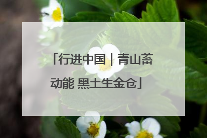 行进中国｜青山蓄动能 黑土生金仓