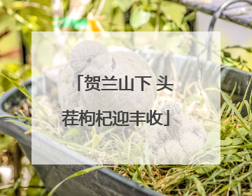 贺兰山下 头茬枸杞迎丰收