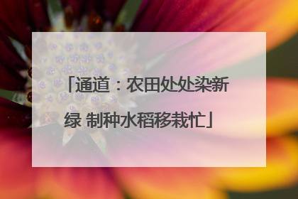 通道：农田处处染新绿 制种水稻移栽忙