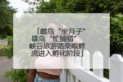 雌鸟“坐月子”雄鸟“忙捕猎” 峡谷旅游路栗喉蜂虎进入孵化阶段