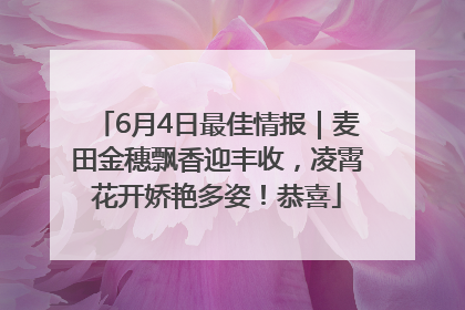 6月4日最佳情报｜麦田金穗飘香迎丰收，凌霄花开娇艳多姿！恭喜